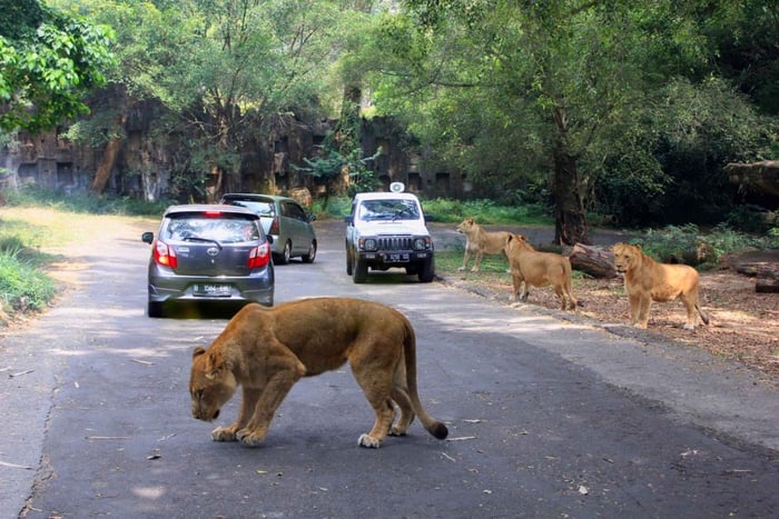 Da Giacarta: Tour privato di un giorno del Taman Safari