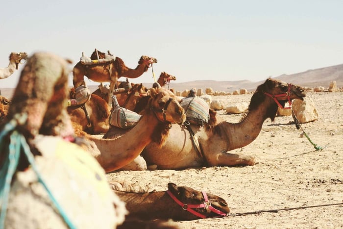 Bethlehem: Jericho and Jordan River Half-Day Trip
