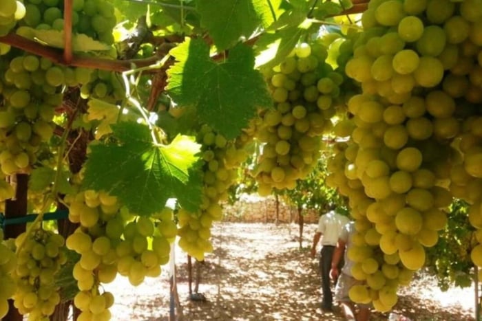Wineries of Central Israel private tour