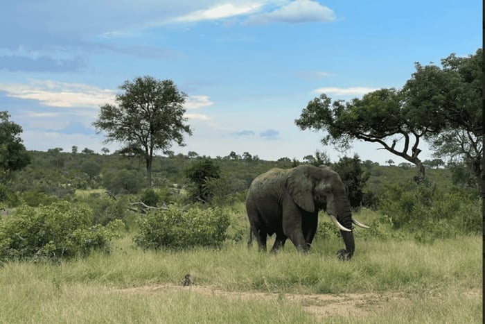 Joanesburgo: Excursão Parque Nacional Kruger, Big Five e Rota Panorama 3 Dias