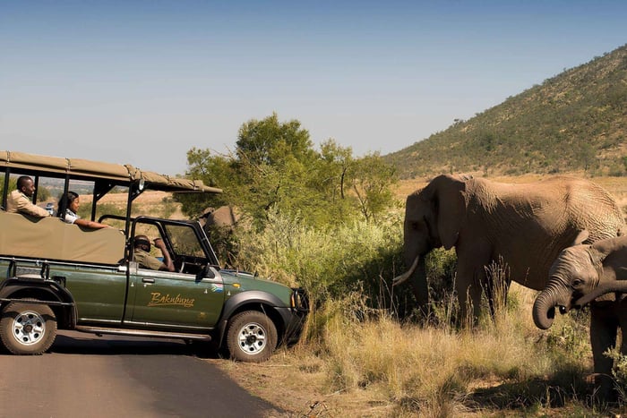 3-Day Pilanesberg Big Five Safari & Bakubung Bush Lodge Stay