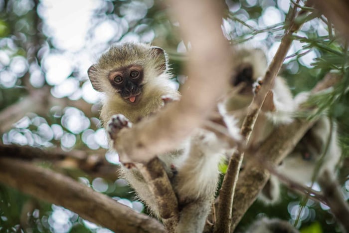5-dagers klassisk safari i Kruger nasjonalpark