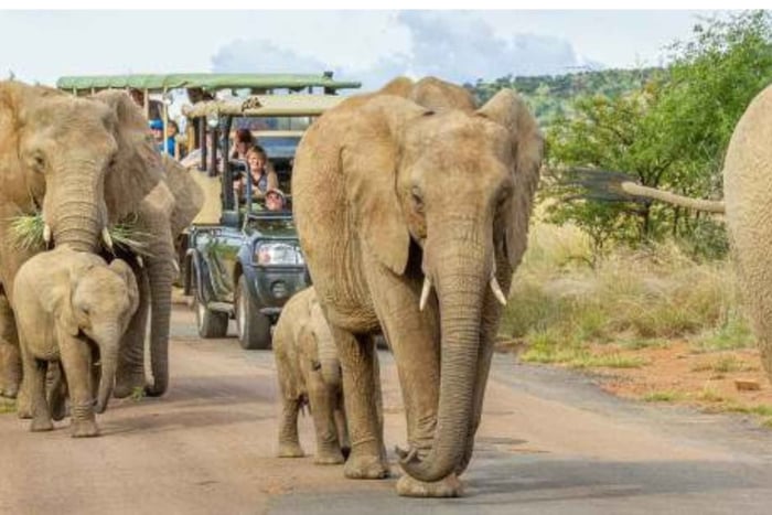 Viiden päivän Kruger-safari Afrikan petoeläimille ja majoitus