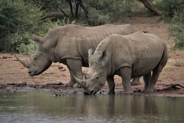 Excursão de 6 dias a Joanesburgo e ao Parque Nacional Kruger