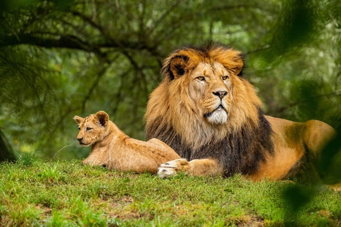 Dinokeng-Nationalpark-Safari mit Mittagessen