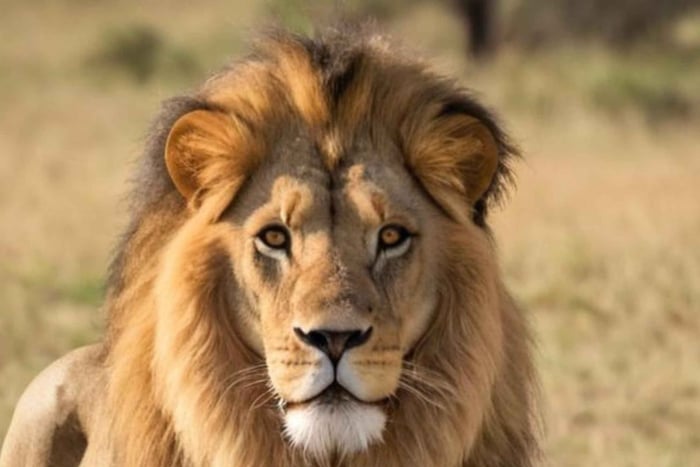 De Joanesburgo: Safári de 2 Dias na Reserva de Nambiti