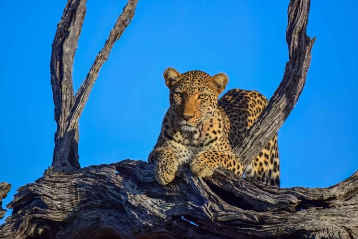 Desde Johannesburgo: safari de dos días en el Parque Nacional Kruger