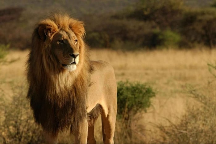 Da Parco nazionale Kruger, safari di 2 giorni in 4x4 aperta