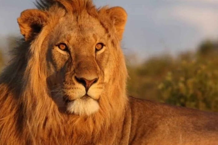 De Joanesburgo: Safári de 3 Dias em Hartbeespoort e Pilanesberg