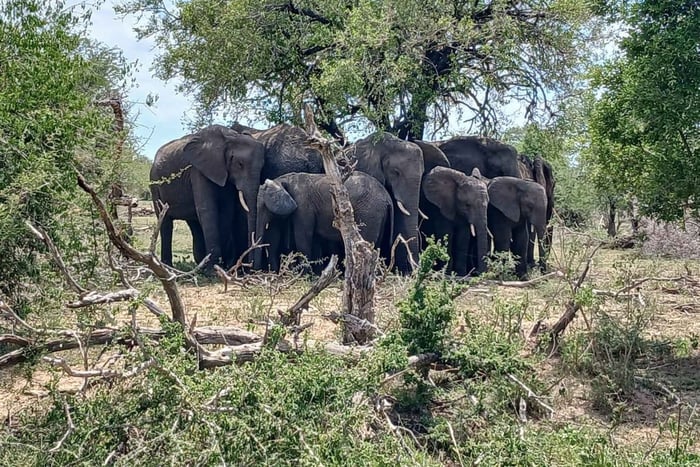 Depuis Johannesburg : safari de 3 jours dans le parc national Kruger