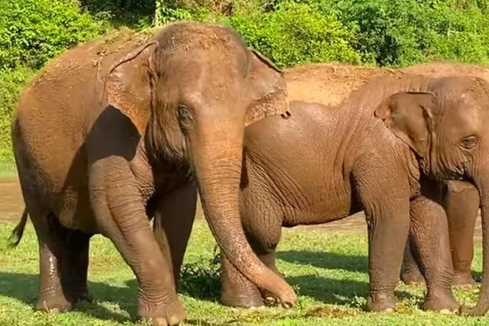 De Joanesburgo: Safári de 4 Dias em Pilanesberg e Excursão Turística em Sun City