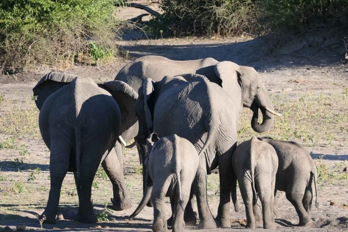 Au départ de Johannesburg : 6 jours de safari de luxe dans le parc Kruger