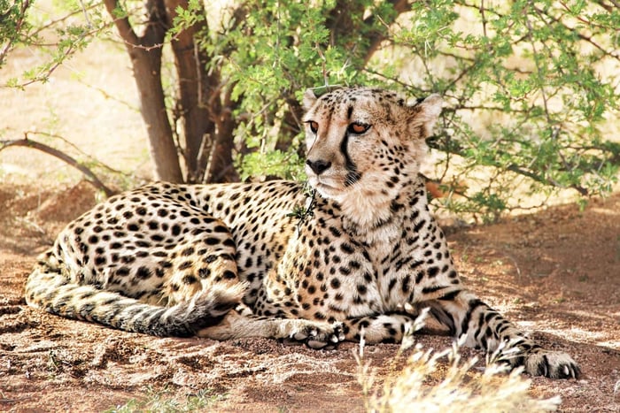 De Joanesburgo: Excursão de meio dia ao A.V.D Cheetah Centre