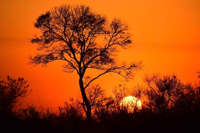 Desde Johannesburgo: Safari de un día por el Parque Nacional Kruger