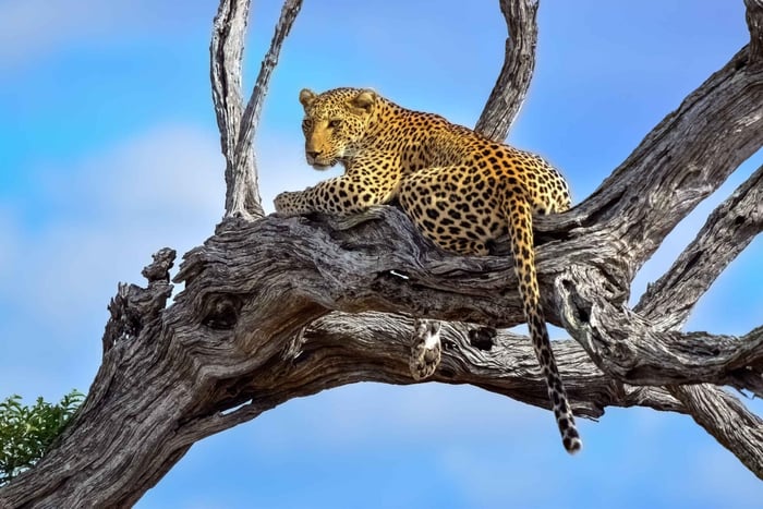 Fra Johannesburg: 3-dagers safari i Krüger nasjonalpark