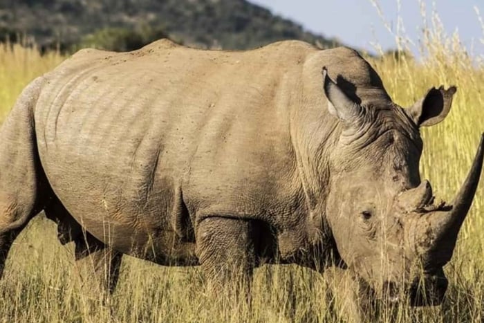 Fra Halvdagstur til Nambiti Game Reserve
