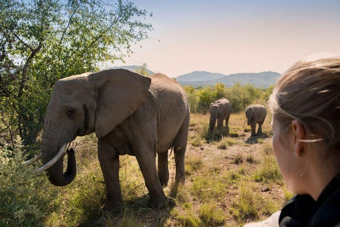 De Joanesburgo: Safári de 2 dias na Reserva de Pilanesberg com traslados