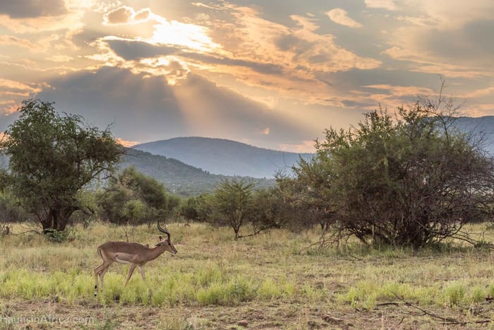 De Joanesburgo: Safári no Parque Nacional Pilanesberg