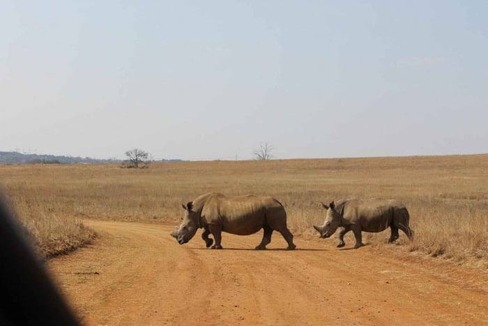 Von Pretoria aus: Mini-Safari im Rietvlei-Naturschutzgebiet