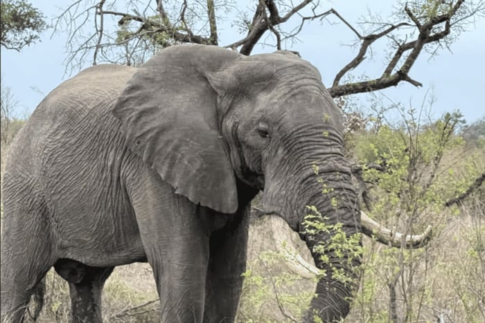 Joanesburgo: Safári de Meio Dia Dinokeng Big Five