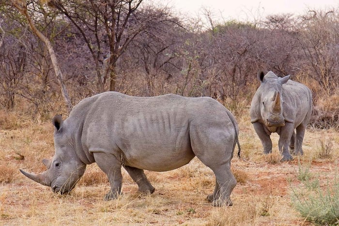 Johannesburgo: Safari de 9 días con los 5 grandes y tour por los humedales