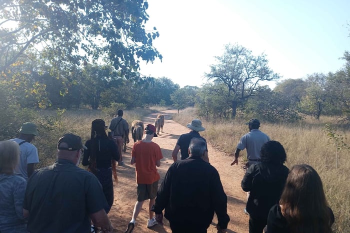 Johannesburg: Wandeling met gids met leeuwen in de Afrikaanse Bush