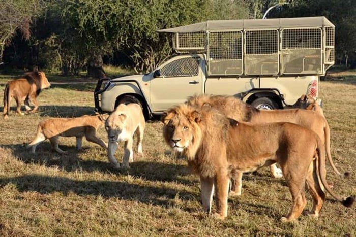 Joanesburgo: Visita ao Parque do Leão e do Safari. Recolha privada