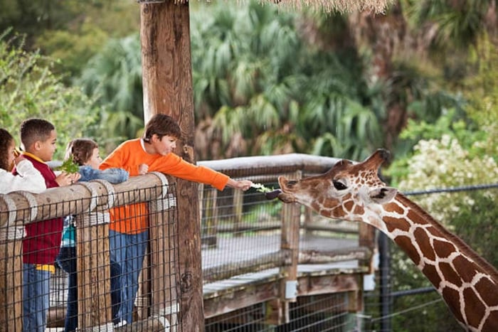 Safári no Lion Park de Joanesburgo com Alimentação de Girafas