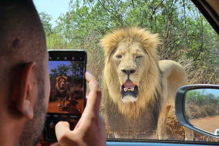 Johannesburg: Safari i neshorn- og løveparken og Maropeng Museum