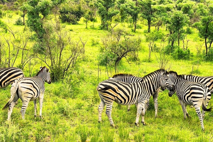 Kruger National Park 3 dages bedste safari nogensinde fra Cape Town