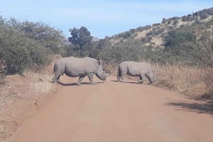 Visite du parc national Kruger 4 jours-3 nuits (véhicule safari ouvert)