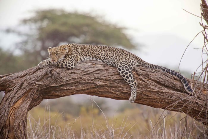 Luksus Kruger nasjonalpark: Safari og panoramarute