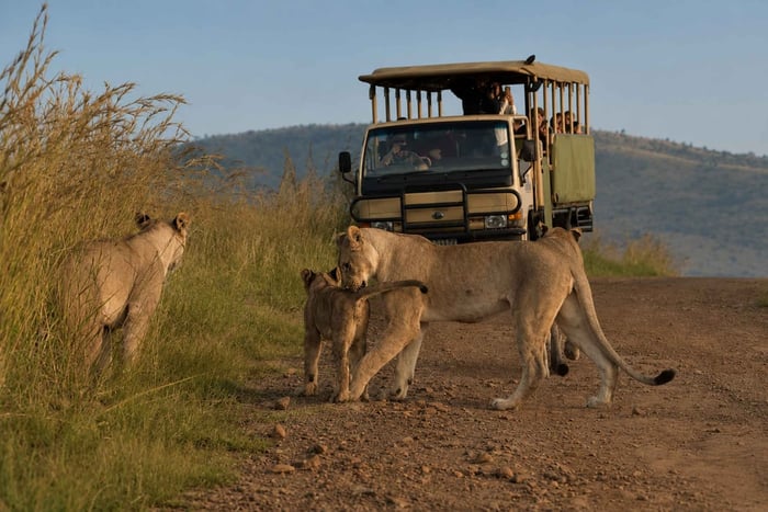 Pilanesberg: safari de 2 horas para ver a los «cinco grandes» con recogida en el hotel