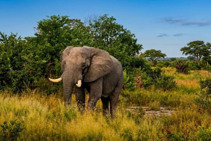 Joanesburgo: Safári de Jipe Aberto no Parque Nacional de Pilanesberg