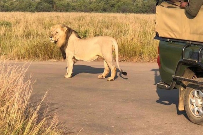 Dagsutflykt med safari i Pilanesberg Park (exklusiv)