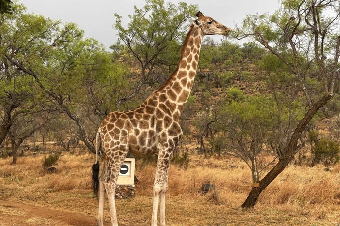 Safari a Pilanesberg e visita al villaggio culturale di Lesedi