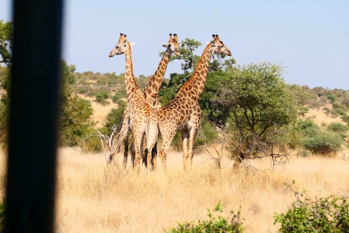 Privat tur i Krugerparken og Panoramaruten