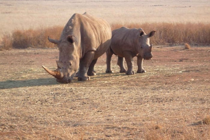 Йоханнесбург: однодневная экскурсия в природный заповедник Rhino & Lion