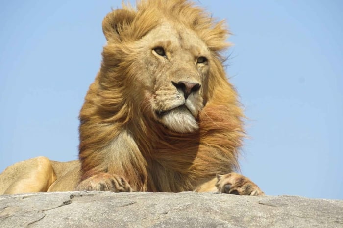 Starte in Mpumalanga: 7-tägige Tour zum Kruger-Park & Johannesburg