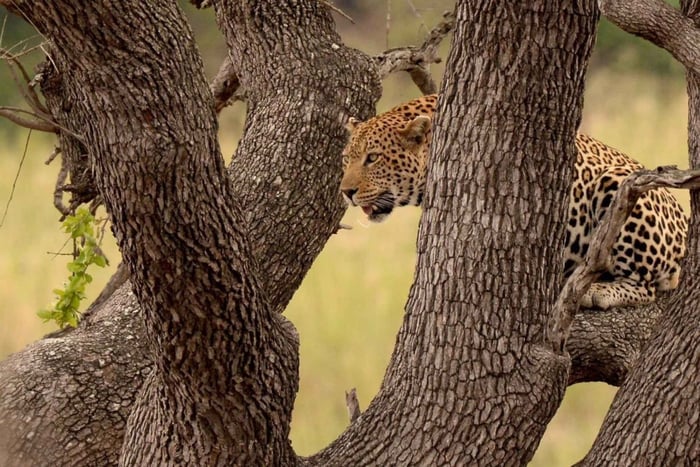 Fra Heldags-safari i Kruger Nationalpark