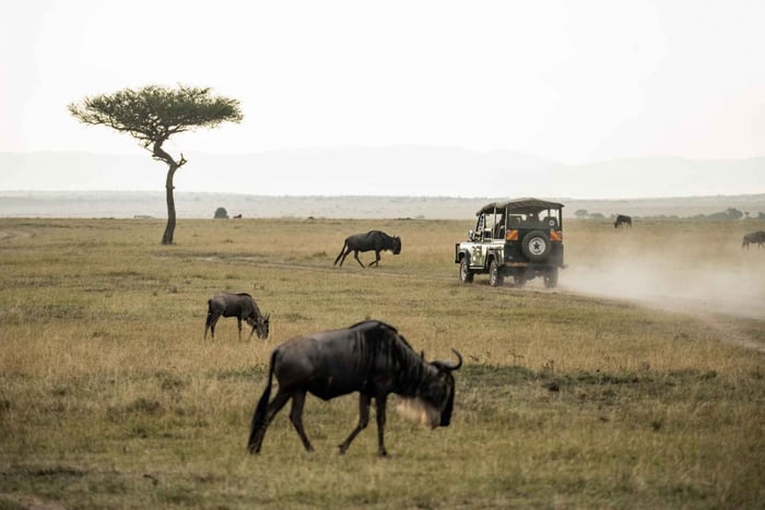 Pilanesberg Nature Reserve Game Safari