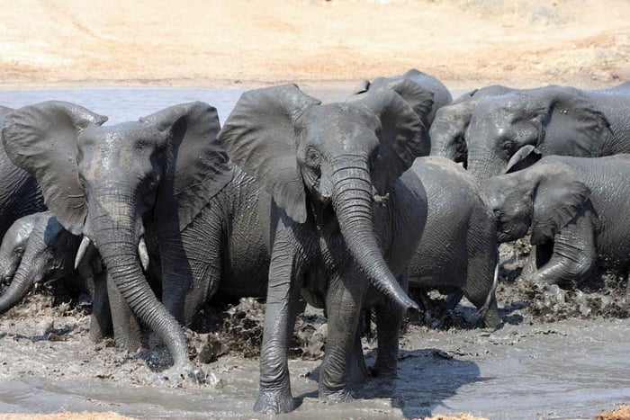 Kruger nasjonalpark: 3-dagers safaritur