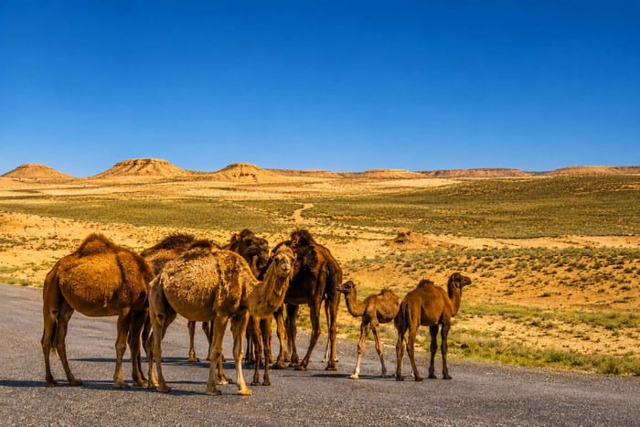 Turkmenistán: gran expedición de oeste a este de 12 días