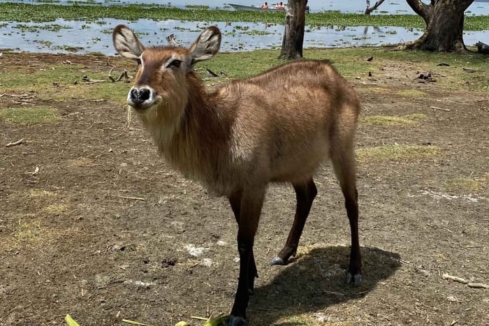 1 Day Lake Naivasha & Crescent Island Walking Safari