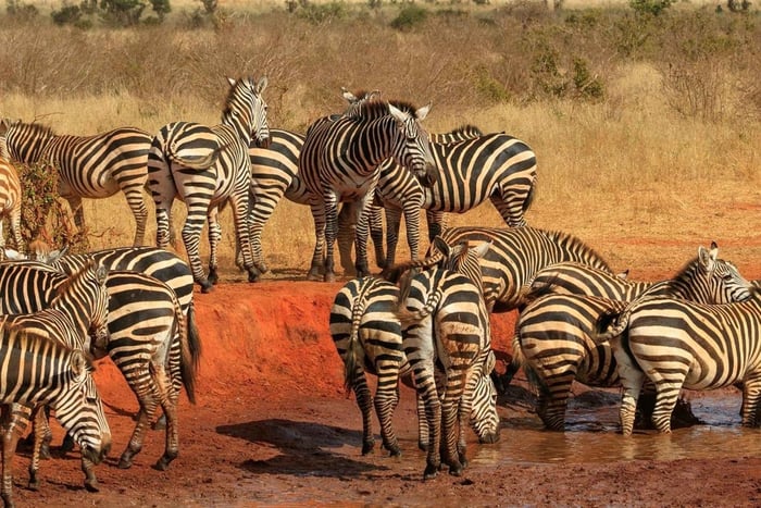 2-dagars safari i Tsavo East National Park