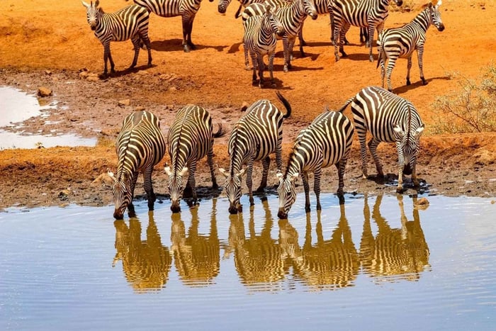 3 dages safari fra Nairobi til Amboseli til Tsavo East til Mombasa