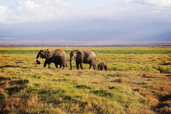 4 Days Safari to Tsavo East, Amboseli and Tsavo West Parks