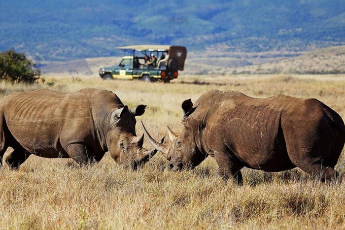Kenia: 6-daagse fly-in-safari met vluchten en accommodatie