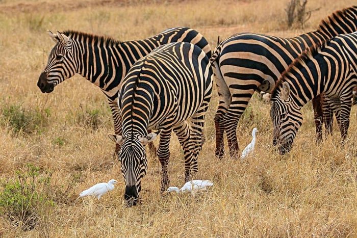 'Escursione di un giorno ad Amboseli con pranzo a picnic incluso'