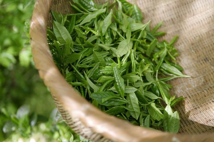 Dagstur til Kiambethu Tea Farm i Limuru